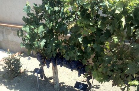 Cambria Vini