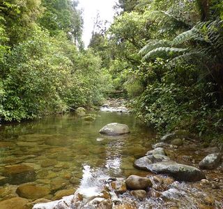 Rapurapu Kauri Track
