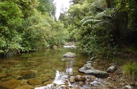 Rapurapu Kauri Track