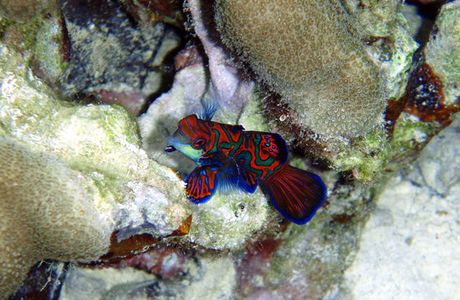 Mandarin Fish Lake