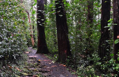 Waikamoi Ridge Trail