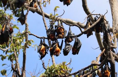 Pemba Flying Fox Forest