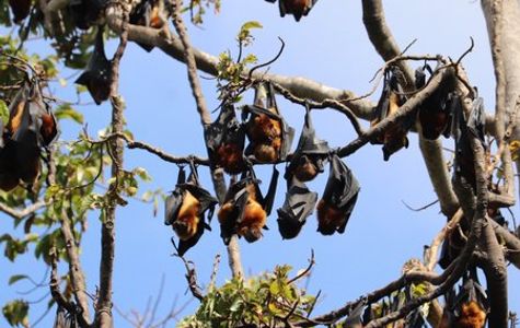 Pemba Flying Fox Forest 1