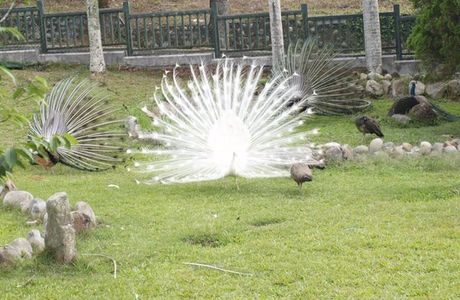 Sun Moon Lake Peacock Garden