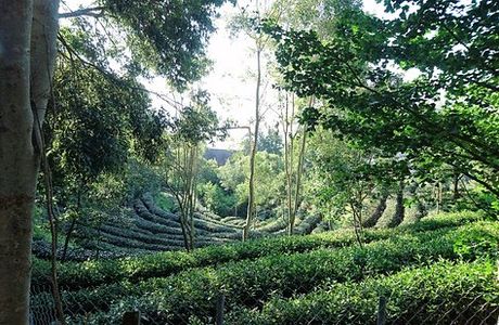 Tea Walkway