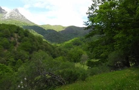 Bosque de Peloño