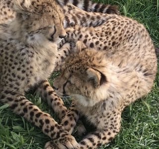 Cheetah Outreach - Somerset West