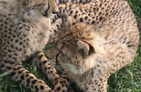 Cheetah Outreach - Somerset West