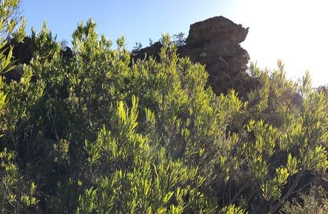 Cederberg Wilderness Area