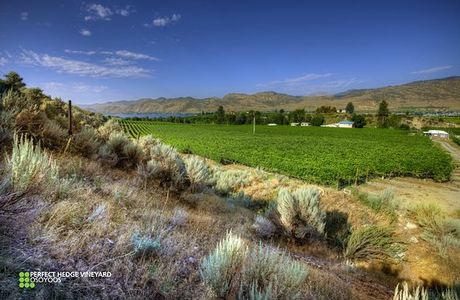 Laughing Stock Vineyards