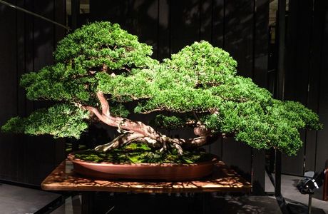 Natural Bonsai of Danba East Valley