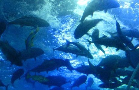 Qingdao Underwater World
