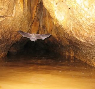 Venado Caves