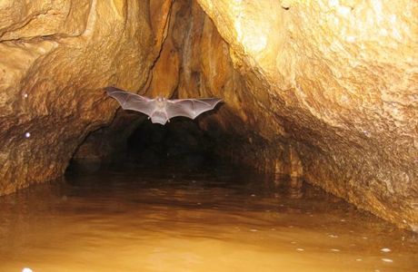 Venado Caves