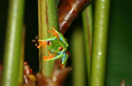 Arenal Oasis Wildlife Refuge
