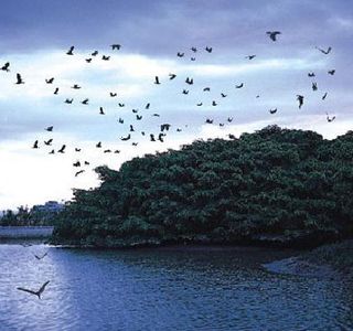 Bird Paradise