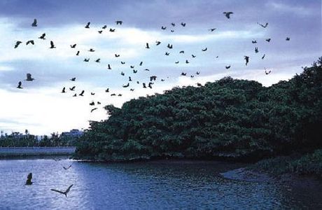 Bird Paradise