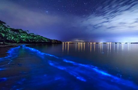 Bioluminescent Bay