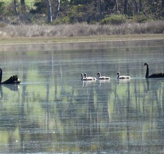 Calverts Lagoon Conservation Area
