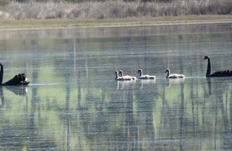 Calverts Lagoon Conservation Area