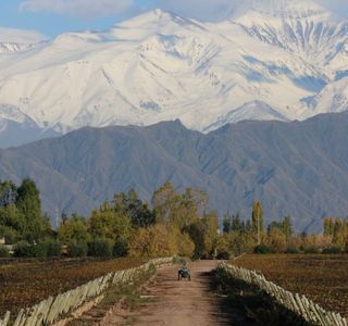 Wine Not Mendoza