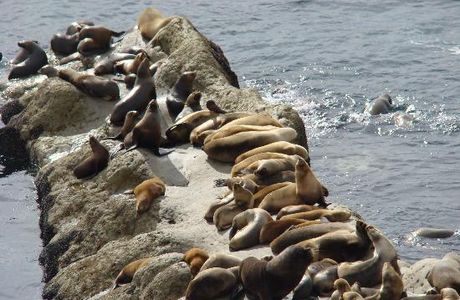 Bordes de Patagonia, turismo en una estancia a orillas del mar.