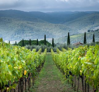 Luani Winery