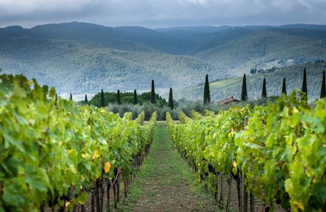 Luani Winery