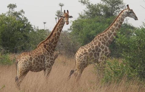 Quicama National Park 1