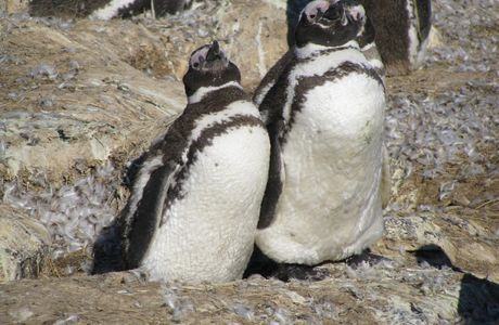 Isla Pinguinos