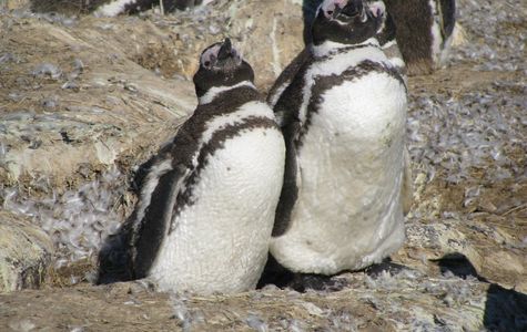 Isla Pinguinos 1