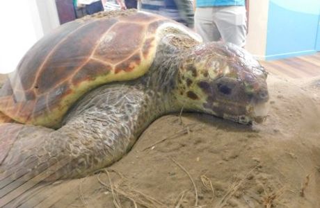 Mon Repos Turtle Centre