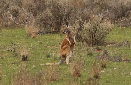 Kangaroo Boundary Road Reserve