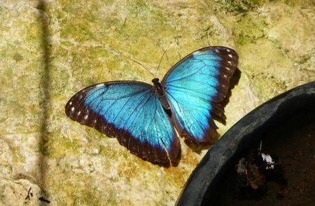 Green Hills Butterfly Ranch