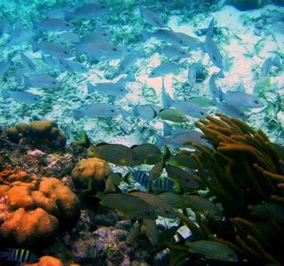 Hol Chan Marine Reserve
