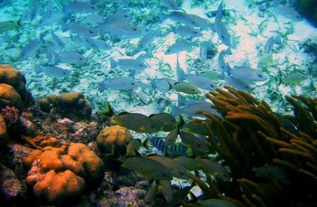 Hol Chan Marine Reserve