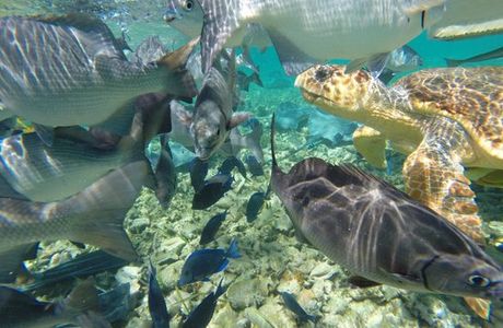 Caribbean Adventures