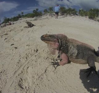 Great Iguana