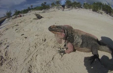 Great Iguana