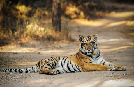 Pench Tiger Reserve