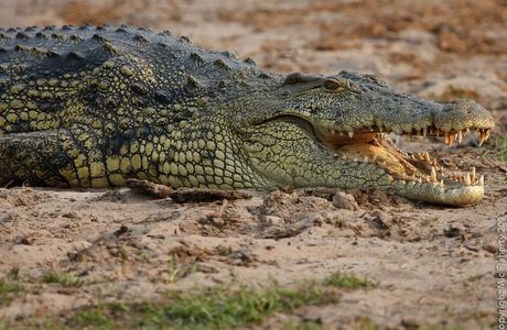 Crocodile Nursery