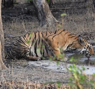 Painganga Wildlife Sanctuary
