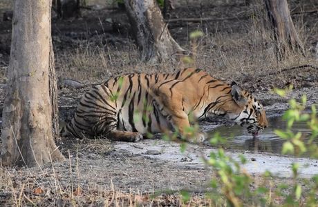 Painganga Wildlife Sanctuary