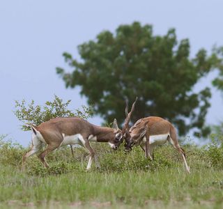 Rollapadu Wildlife Sanctuary