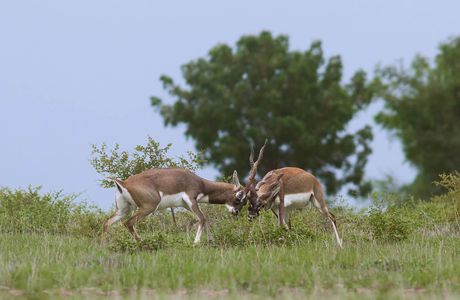 Rollapadu Wildlife Sanctuary