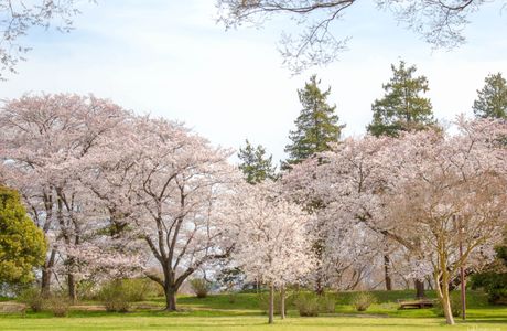 Sakura park