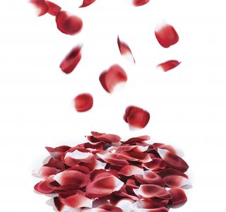 Rose Petal Boutique
