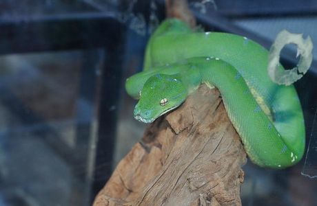 Reptiles Center