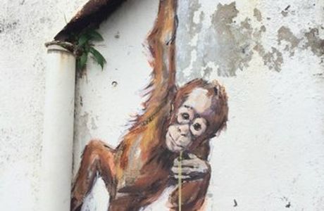 Orang Utan Murals