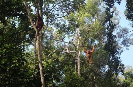 Semenggoh Nature Reserve